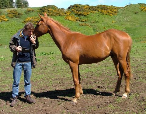 Central Equine Vets - Services