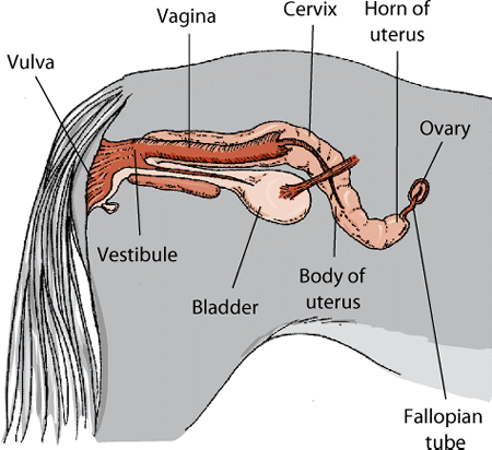 Central Equine Vets In Edinburgh