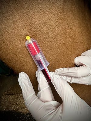 Blood sample taken to test for strangles
