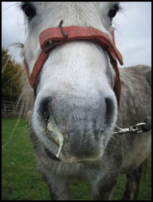 Horse with nasal discharge