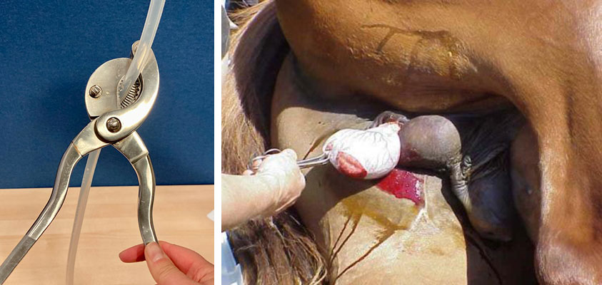 Emasculators used to perform the castration | Open castration procedure being completed at the yard