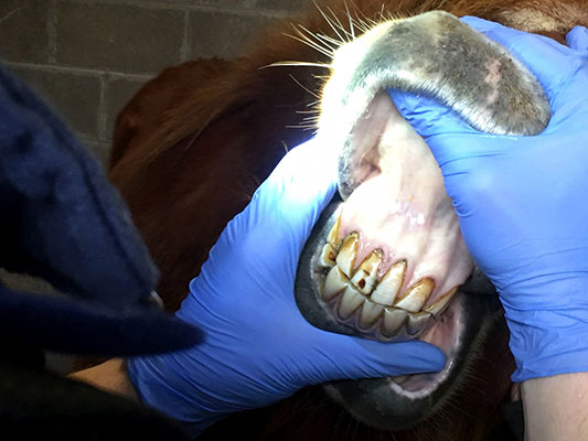Reviewing the horses incisors