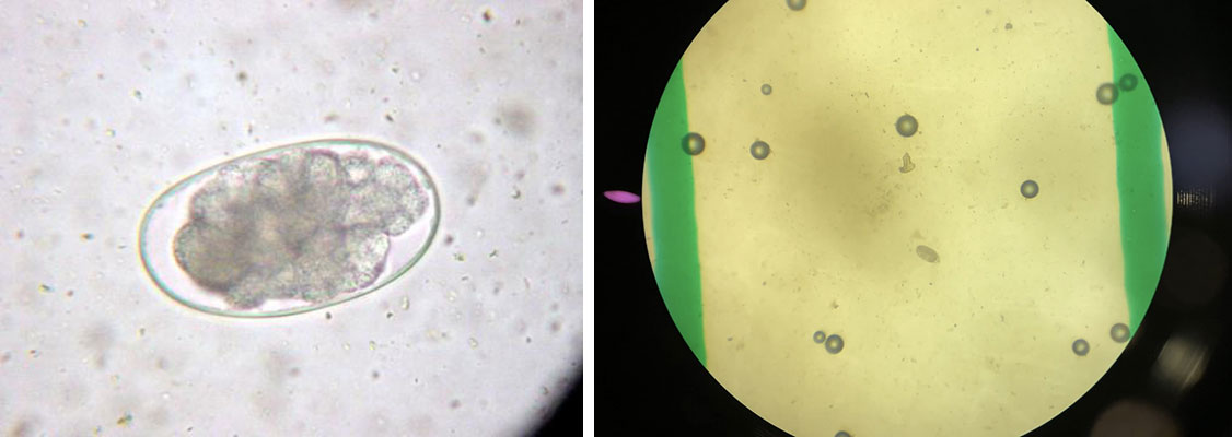 Strongyle egg | Eggs viewed down microscope