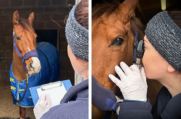 Veterinary surgeon completing vetting examination paperwork | Examination of the eyes