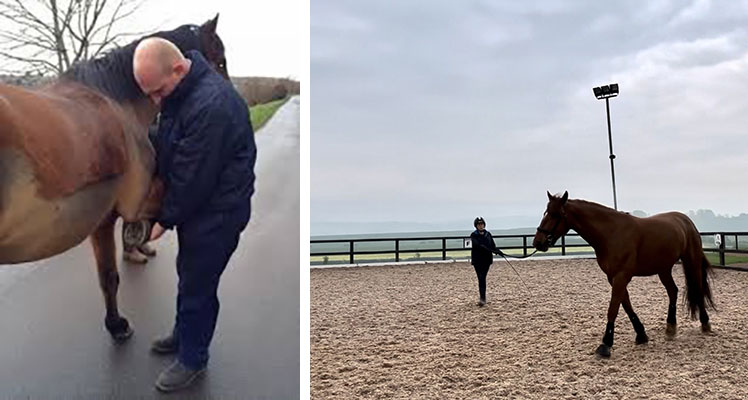 Flexion tests being carried out | Lunging of the horse on a soft surface