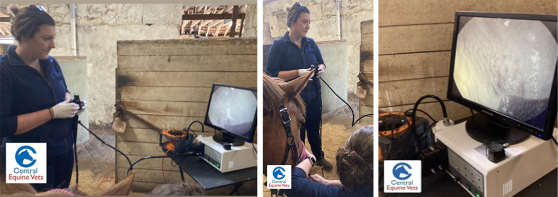 Gastroscope being completed in horse’s stable | Instant results visible on the monitor