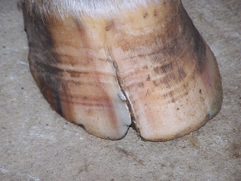 Central Equine Vets In Edinburgh