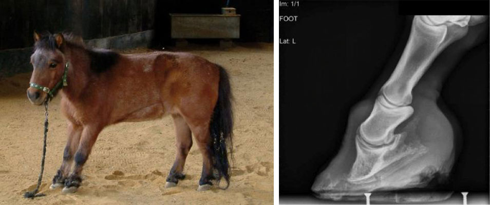Typical laminitic stance in pony | Radiograph of the foot showing pedal bone rotation & descent due to laminitis