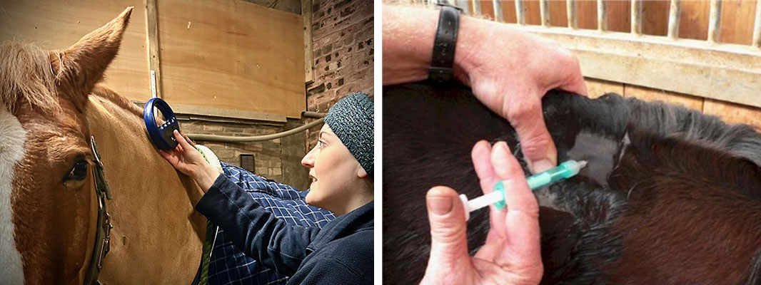 Holly Marshall scanning a horse to check the microchip | Microchip being inserted into the horse