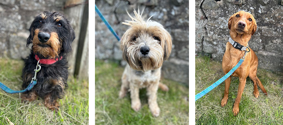 Monty, Clemmie & Florrie