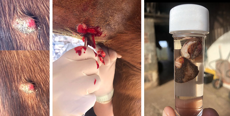 Verrucous sarcoid on the girth region | Surgical excision of the sarcoid | Sample sent to the lab for testing