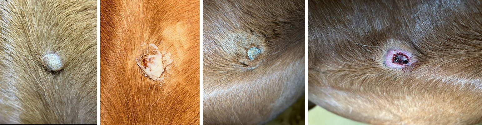 Nodular sarcoid surgically removed on the shoulder of a horse
