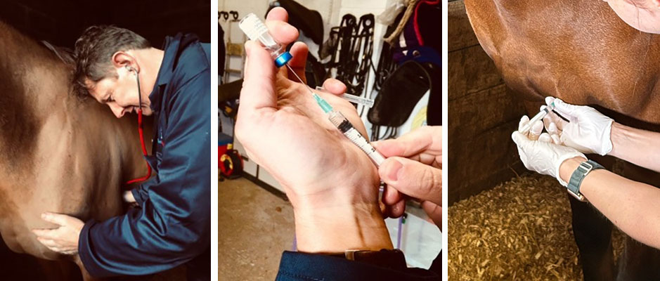 Checking the horses heart rate | Drawing up the vaccination | Injecting the horse with the vaccination